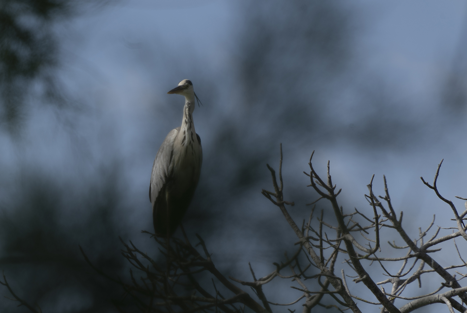Reiger in boom