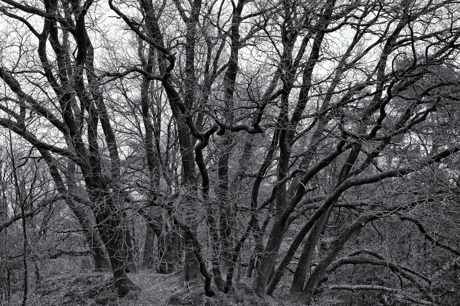 Bomen