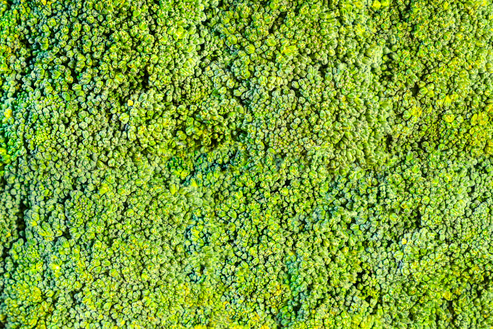Broccoli Forest, Delft National Park, The Netherlands